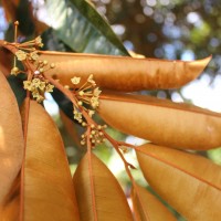Chrysophyllum cainito L.